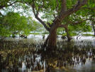 mangrove tree